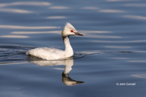 Eared-Grebe;Luecistic-Eared-Grebe;Podiceps-nigricollis;leucistic;Eared-Grebe;One