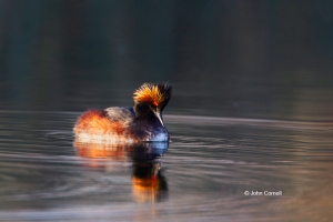 Eared-Grebe;Migration;One;Podiceps-nigricollis;Reflection;Sunset;Waterfowl;avifa