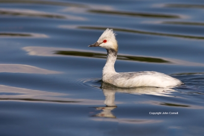 Eared-Grebe;Luecistic-Eared-Grebe;One;Podiceps-nigricollis;avifauna;bird;birds;c