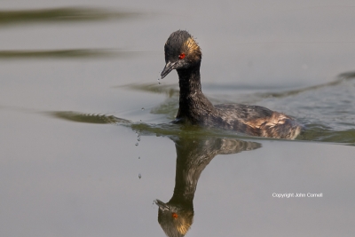 Eared-Grebe;One;Podiceps-nigricollis;Swimming;avifauna;bird;birds;color-image;co