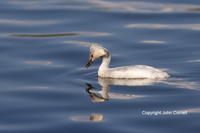 Eared-Grebe;Luecistic-Eared-Grebe;Podiceps-nigricollis;leucistic