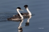 Aechmophorus-occidentalis;Breeding-Behavior;Breeding-Plumage;Grebe;Western-Grebe