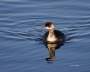 Eared-Grebe;Grebe;Podiceps-nigricollis;one-animal;close-up;color-image;nobody;ph