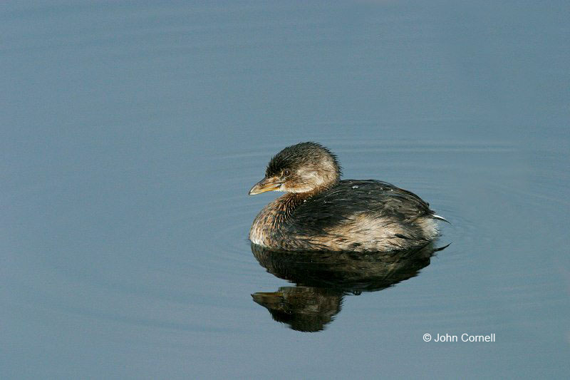 Pied-billed Grebe;Podilymbus podiceps;Grebe;One;one animal;avifauna;bird;birds;feather;feathered;outdoors;outside;untamed;wild;color;color photograph;daytime;close up;color image;photography;animals in the wild;feathers;wilderness;perch;perching;watching;watchful