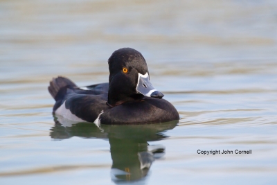 Aythya-collaris;Duck;One;Ring-necked-Duck;avifauna;bird;birds;color-image;color-