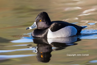 Aythya-collaris;Duck;Male;One;Ring-necked-Duck;avifauna;bird;birds;color-image;c