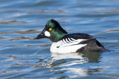 Bucephala-clangula;Common-Goldeneye;One;avifauna;bird;birds;color-image;color-ph