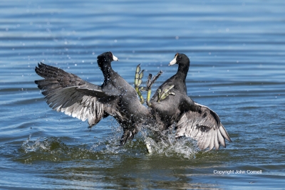 American-Coot;Coot;Fulica-americana;battle;battle-for-domination;competition