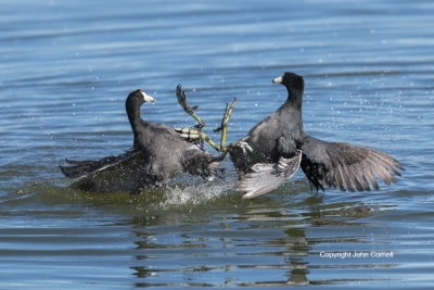 American-Coot;Coot;Fulica-americana;battle;battle-for-domination;competition