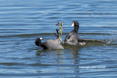 American-Coot;Coot;Fulica-americana