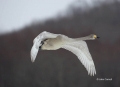 Japan;Whooper-Swan;Swan;Olor-cygnus;one-animal;close-up;color-image;photography;