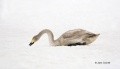 Japan;Whooper-Swan;Swan;Olor-cygnus;one-animal;close-up;color-image;photography;