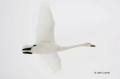Japan;Whooper-Swan;Swan;Olor-cygnus;one-animal;close-up;color-image;photography;