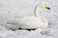 Japan;Whooper-Swan;Swan;Olor-cygnus;one-animal;close-up;color-image;photography;