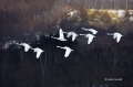 Japan;Whooper-Swan;Swan;Olor-cygnus;Flying-Birds;Flock;Close-up;Color-image;phot