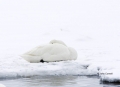 Whooper-Swan;Swan;Olor-cygnus;Sleeping;one-animal;close-up;color-image;photograp