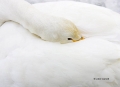 Whooper-Swan;Swan;Olor-cygnus;Sleeping;one-animal;close-up;color-image;photograp