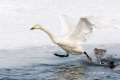 Flying-Bird;Hokkaido;Japan;Olor-cygnus;Swan;Waterfowl;Whooper-Swan;action;active