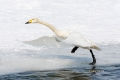 Flying-Bird;Hokkaido;Japan;Olor-cygnus;Swan;Waterfowl;Whooper-Swan;action;active
