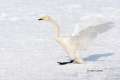 Flying-Bird;Hokkaido;Japan;Olor-cygnus;Swan;Waterfowl;Whooper-Swan;action;active