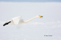 Flying-Bird;Hokkaido;Japan;Olor-cygnus;Swan;Waterfowl;Whooper-Swan;action;active