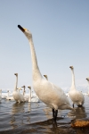 Japan;Olor-cygnus;Snow;Swan;Waterfowl;Whooper-Swan;avifauna;bird;birds;color-ima