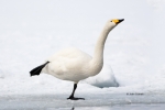Japan;Olor-cygnus;One;Snow;Swan;Waterfowl;Whooper-Swan;avifauna;bird;birds;color