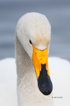 Japan;Olor-cygnus;One;Swan;Waterfowl;Whooper-Swan;avifauna;bird;birds;color-imag