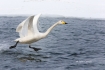 Japan;Olor-cygnus;Swan;Waterfowl;Whooper-Swan;Flying-Bird;action;active;aerodyna