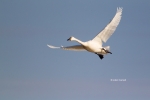 Cygnus-columbianus;Flying-Bird;Photography;Tundra-Swan;action;active;aloft;behav