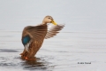 Anas-platyrhynchos;Duck;Mallard-Duck;One;avifauna;bird;birds;color-image;color-p