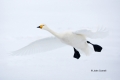 Whooper-Swan;Swan;Olor-cygnus;Japan;Waterfowl;One;avifauna;bird;birds;feather;fe