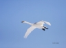 Whooper-Swan;Swan;Flight;Olor-cygnus;portrait;one-animal;close-up;color-image;no