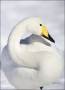 Whooper-Swan;Swan;Olor-cygnus;portrait;one-animal;close-up;color-image;nobody;ph