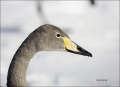 Whooper-Swan;Swan;Olor-cygnus;portrait;one-animal;close-up;color-image;nobody;ph