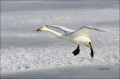 Whooper-Swan;Swan;Flight;Olor-cygnus;flying-bird;one-animal;close-up;color-image
