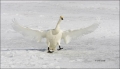 Whooper-Swan;Swan;Flight;Olor-cygnus