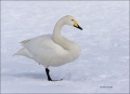 Whooper-Swan;Swan;Olor-cygnus;one-animal;close-up;color-image;nobody;photography