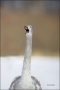 Whooper-Swan;Swan;Olor-cygnus;portrait;one-animal;close-up;color-image;nobody;ph
