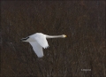 Whooper-Swan;Swan;Flight;Olor-cygnus;flying-bird;one-animal;close-up;color-image