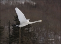 Whooper-Swan;Swan;Flight;Olor-cygnus;flying-bird;one-animal;close-up;color-image
