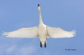 Whooper-Swan;Swan;Olor-cygnus;Japan;Flying-bird;action;aloft;behavior;flight;fly