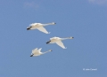 Whooper-Swan;Swan;Olor-cygnus;Japan;Flying-bird;action;aloft;behavior;flight;fly