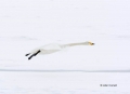 Swan;Olor-cygnus;Whooper-Swan;Flying-bird;action;aloft;behavior;flight;fly;flyin