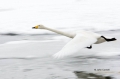 Swan;Olor-cygnus;Whooper-Swan;One;one-animal;avifauna;bird;birds;feather;feather