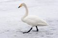 Swan;Olor-cygnus;Whooper-Swan;One;one-animal;avifauna;bird;birds;feather;feather