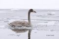 Swan;Olor-cygnus;Whooper-Swan;One;one-animal;avifauna;bird;birds;feather;feather