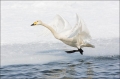 Whooper-Swan;Swan;Olor-cygnus;Japan;Waterfowl;Flying-Bird;action;active;aerodyna