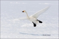 Whooper-Swan;Swan;Olor-cygnus;Japan;Waterfowl;Flying-Bird;action;active;aerodyna