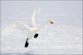 Whooper-Swan;Swan;Olor-cygnus;Japan;Waterfowl;Flying-Bird;action;active;aerodyna